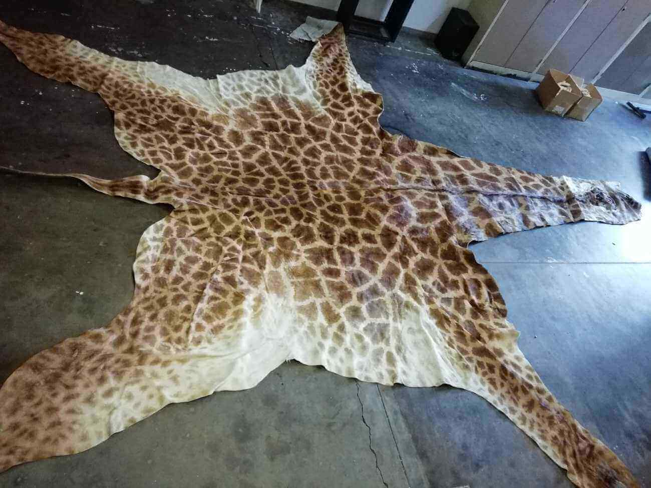 Giraffe hide