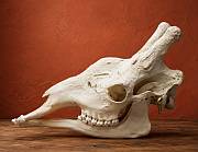 Giraffe skull African Cleaned Giraffe Skull