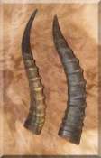 African Natural Blesbok Horns