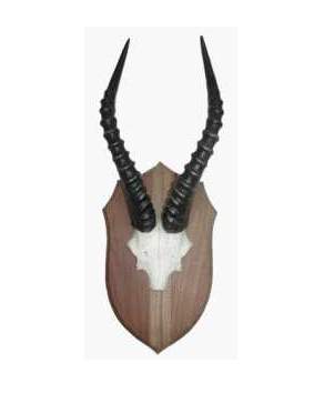 African Blesbok horn skull plate on shield