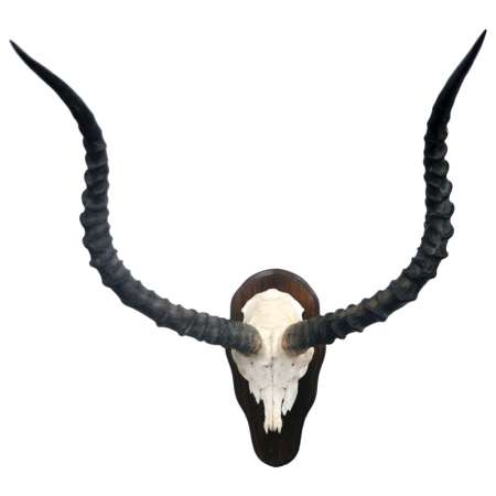 African Impala horn skull plate
