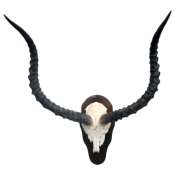 African Impala Skull plate - mounted