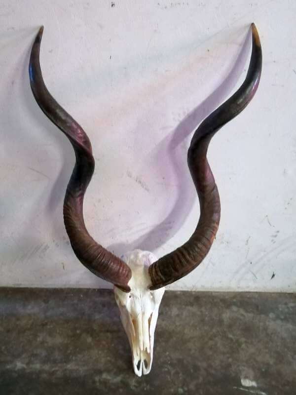 African Kudu skull  horns