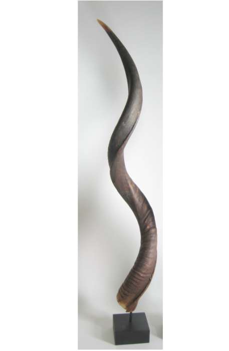 African Loose Natural Kudu Horn on stand