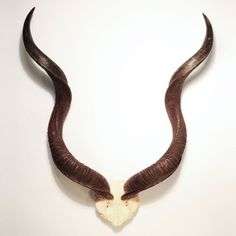 Kudu horn skull plate