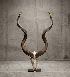 Kudu skull African Kudu Horns Skull