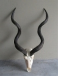 African animal horns and skulls