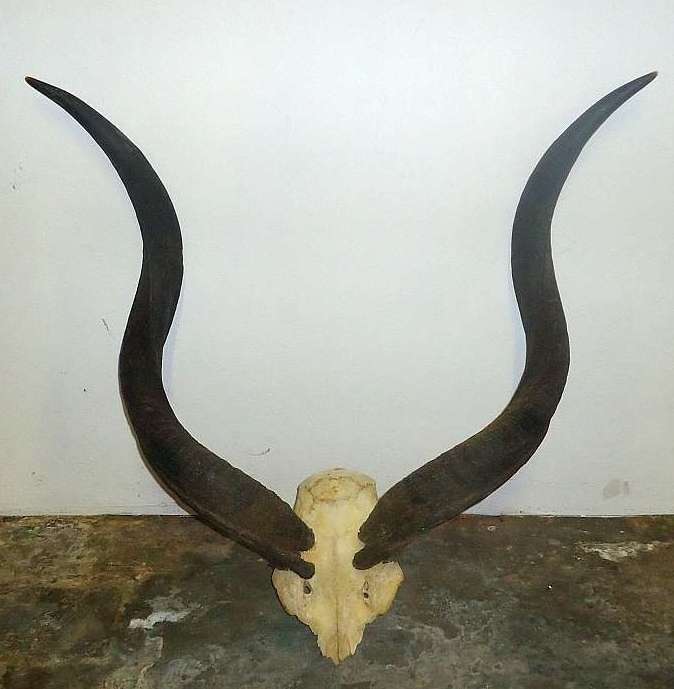 Kudu horns skull plate smaller