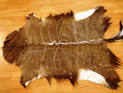 African male Nyala hide 