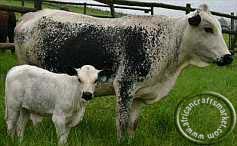 Nguni cow