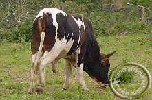 Nguni cow