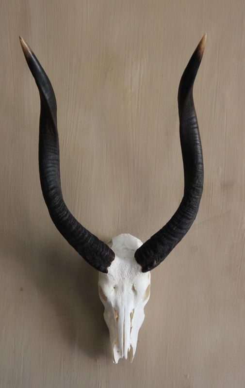 Nyala skull