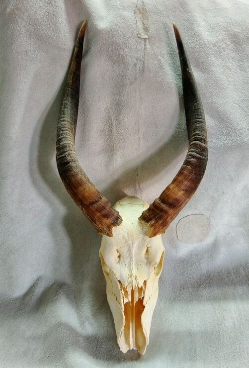 Nyala skull plate