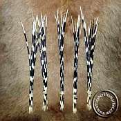 African porcupine quills