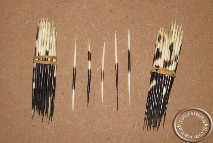 Porcupine quills 15-20cm
