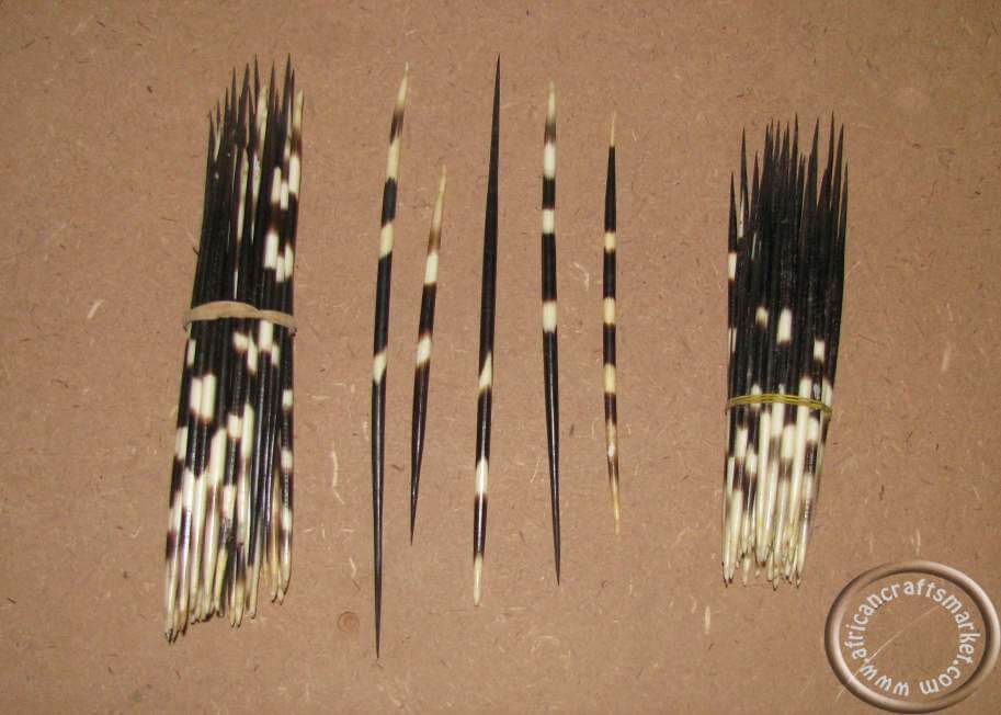 Porcupine quills > 20cm