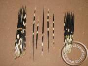 African Porcupine Quills