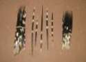 African porcupine quills