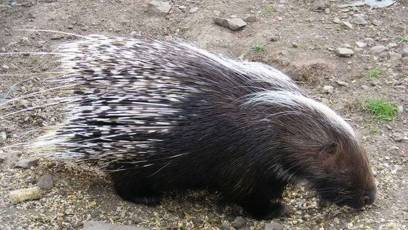 African porcupine