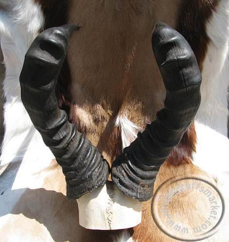 African Hartebeet skull plate