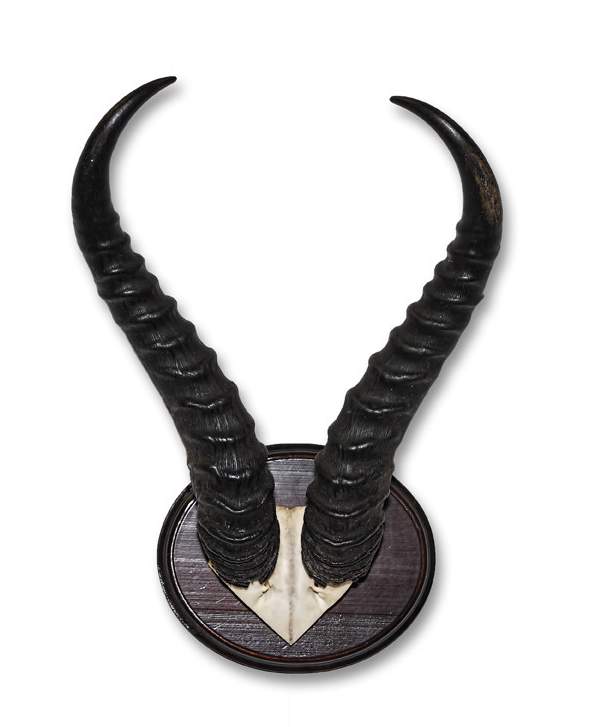 African Springbok horn skull plate on shield