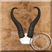 African Springbok Horn Skull Plate