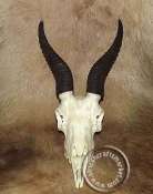 African Springbok Horn Skull 