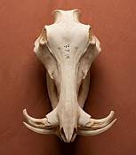Warthog skull African Warthog Skull Tusks