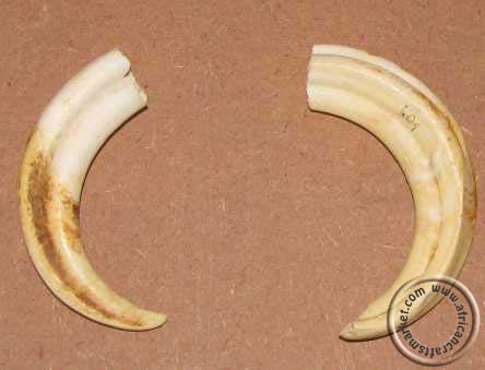 African warthog tusks