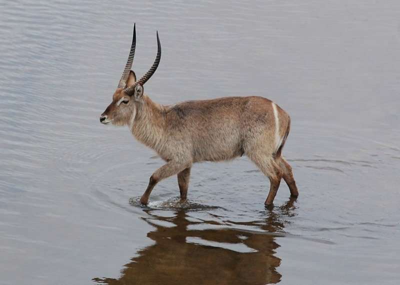 African Waterbuck