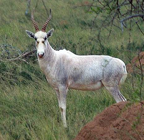 African White  Blesbok
