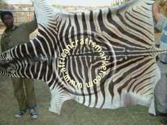 Burchell Zebra hide
