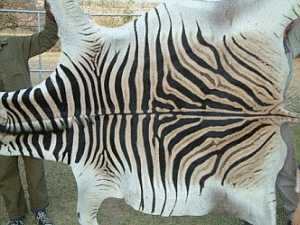 African Crafts Market - Zebra hides