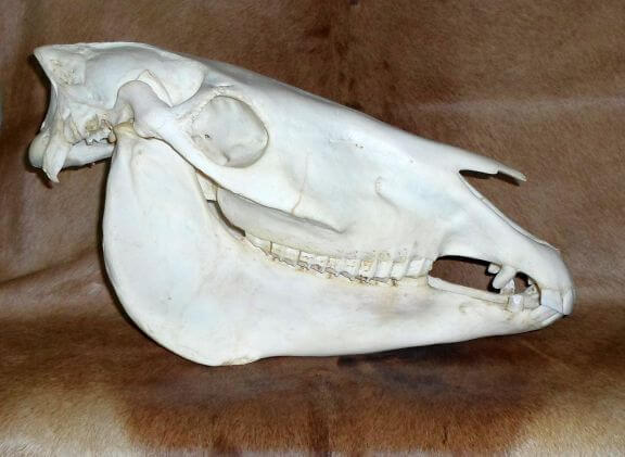 African Burchell Zebra skull