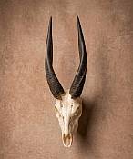 Bushbuck skull African Bushbuck Skull