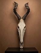 Hartebeest skull African Red Hartebeest Skull
