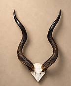 Greater Kudu Horns on Natural Skull Plate African Kudu Horns Skull Plate