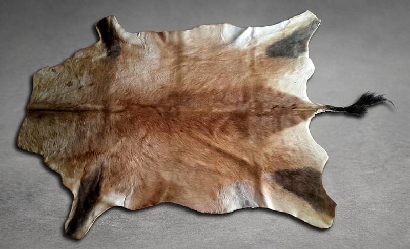 Premium tanned African Red Hartebeest skin hide flat lay showing the rich, glossy chestnut-red coat and distinct lighter flank markings