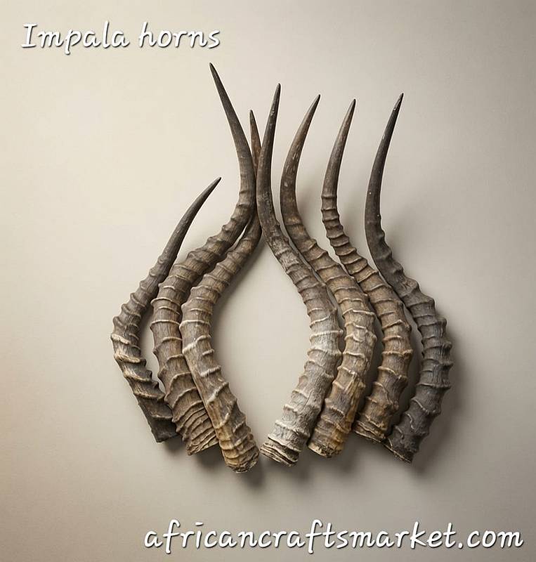 Loose African impala horns for sale with wire brushed finish and clear lacquer coating