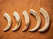 Warthog Tusks set of 2 African Warthog Tusks set of 2