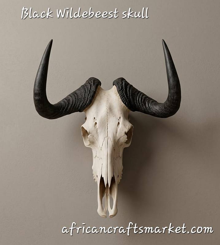 African Black Wildebeest skull 