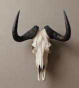 Black Wildebeest Black Wildebeest Horn Skull