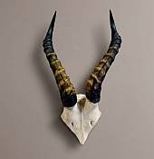 BLesbok skull plate African Blesbuck Horns Skull Plate