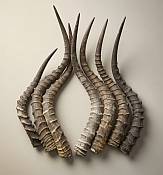 Natural African Impala antelope horns Authentic loose Impala horns sourced from South Africa