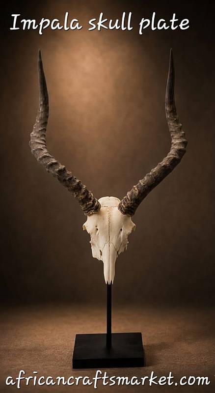 African Impala horn skull plate