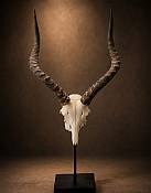 Impala skull plate African Impala skull plate