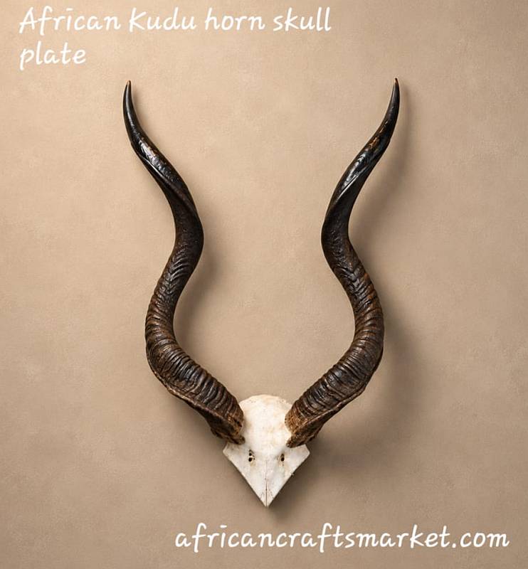 Authentic African Kudu Horn Skull Plate