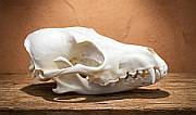 Jackal skull African Black Backed Jackal Skull