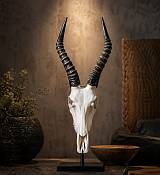 Blesbok skull Blesbok Horns Skull