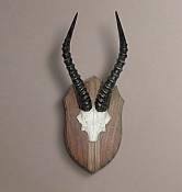 Blesbok skull plate mounted Blesbuck Skull Plate - mounted